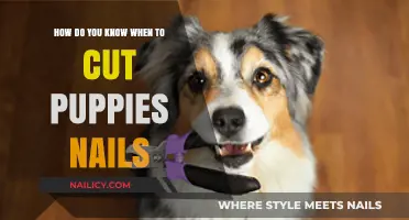 When to Cut Your Puppy's Nails: A Guide