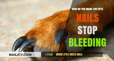 Quickly Stop Your Pet's Nail Bleeding