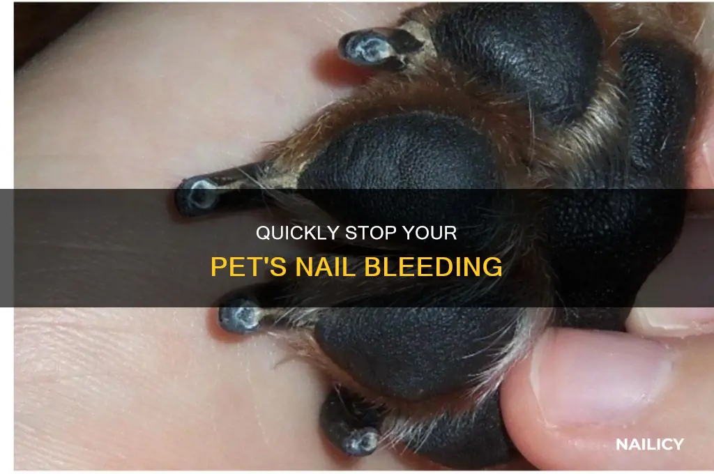 how do you make you pets nails stop bleeding