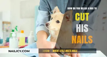 Calm Your Dog for Stress-Free Nail Trims