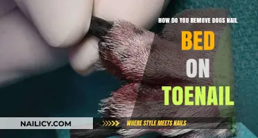 Trimming Dog Nails: Removing Nail Bed Safely