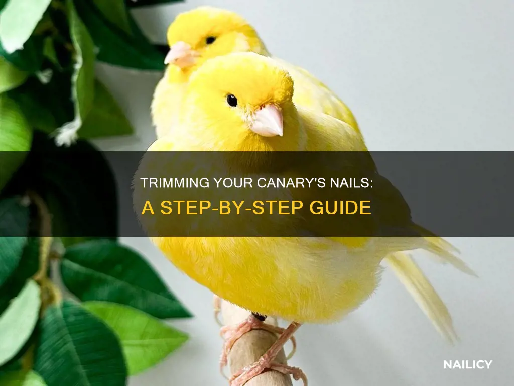 how do you trim a canaries nails