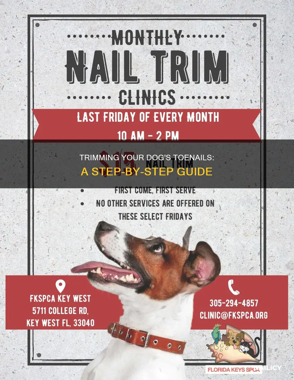 how do you trim dog toe nails