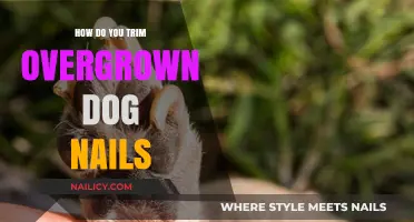 Trimming Your Dog's Nails: A Step-by-Step Guide for Owners