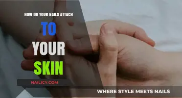 Understanding Nail Attachment: How Nails Securely Connect to Your Skin