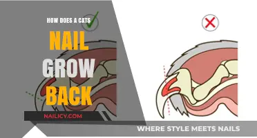 Cat Claw Anatomy: How Do Feline Nails Grow Back?