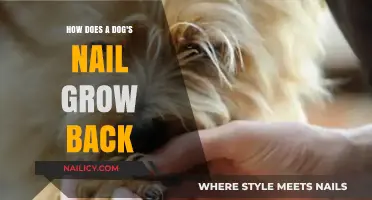 Dog Nail Regrowth: What You Need to Know