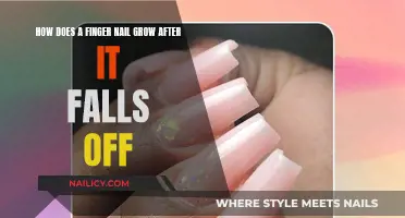 The Science of Nail Regeneration: How Nails Grow Back