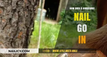 Proper Horseshoe Nail Placement: A Step-by-Step Guide for Farriers