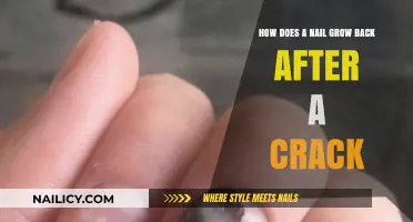 Repair and Regrowth: Understanding Nail Crack Recovery