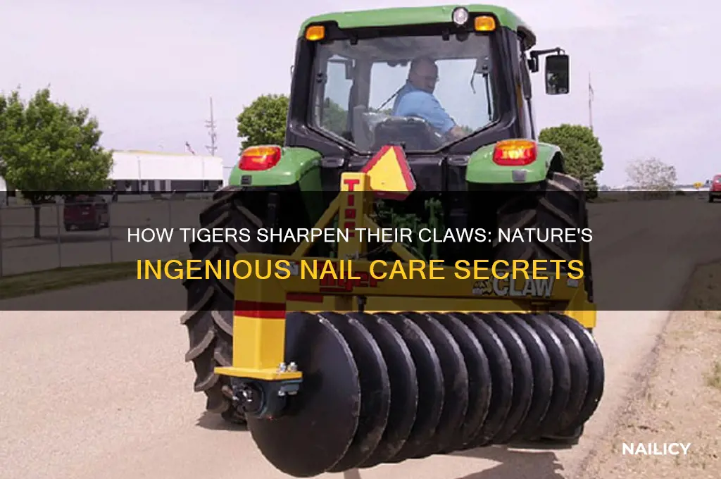 how does a tiger sharpen its nails