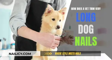 Trimming Dog Nails: Vets' Techniques for Long Nails