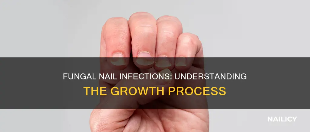how does fungi grow on nails