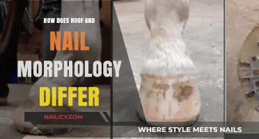 Hoof vs. Nail: Uncovering the Unique Morphological Differences