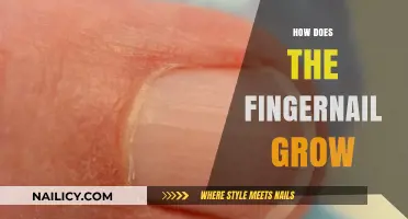 The Science of Fingernail Growth Explained