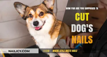 Trimming Dog Nails: How Short is Too Short?