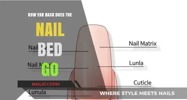 Exploring the Nail Bed: Depth, Structure, and Regeneration Explained