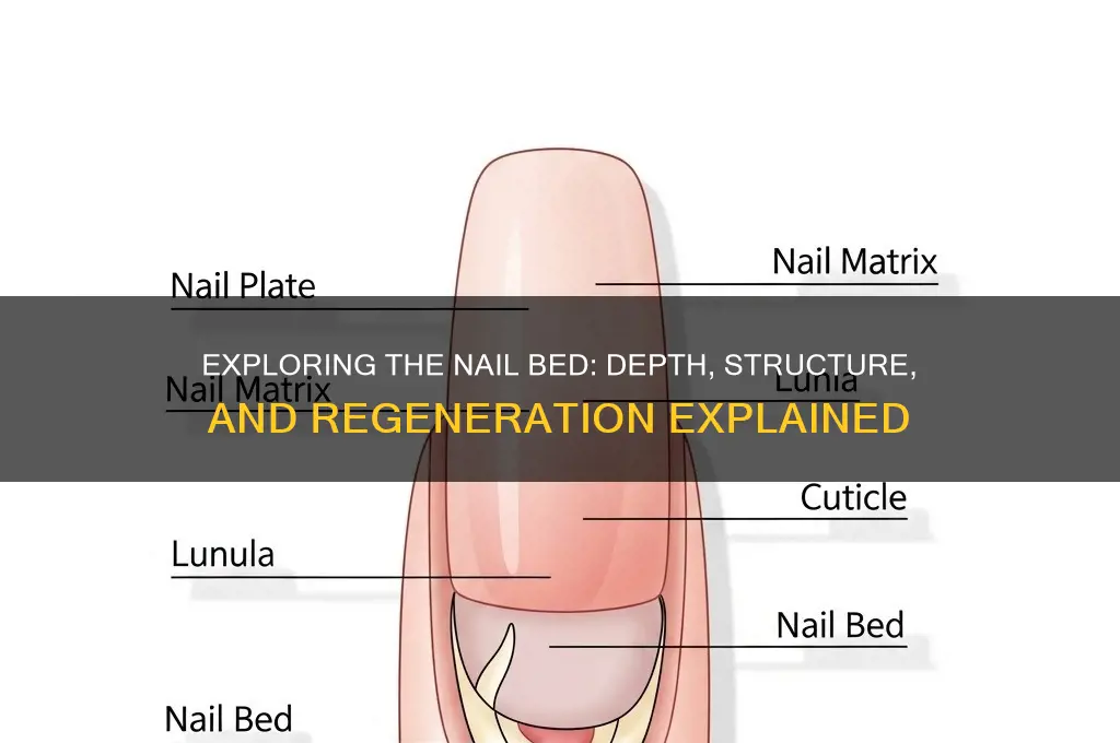 how far back does the nail bed go