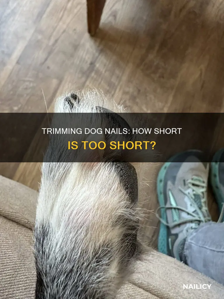 how far back to cut dog