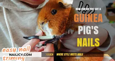 The Perfect Nail Length for Your Guinea Pig