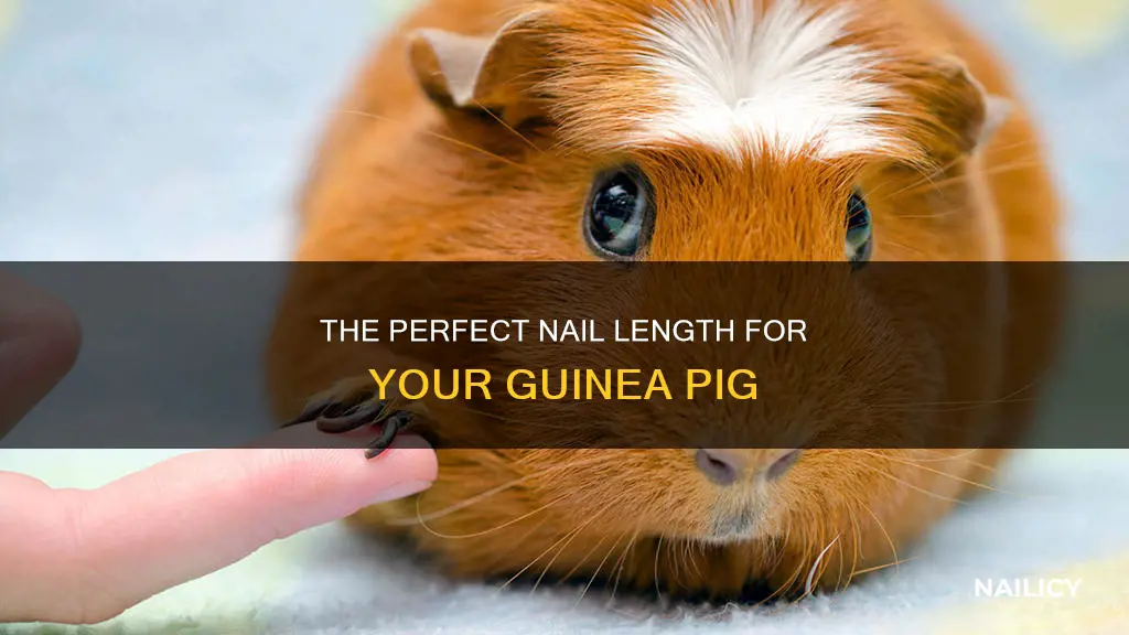 how far do you cut a guinea pig