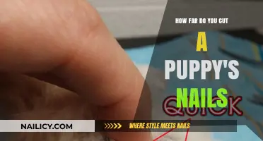 The Safe Way to Trim Your Puppy's Nails
