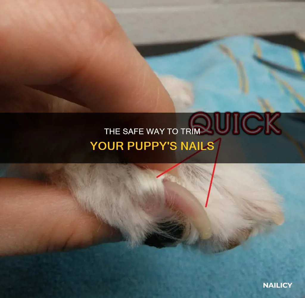 Photo inspiration: Gallery Detail: The Safe Way To Trim Your Puppy S Nails
