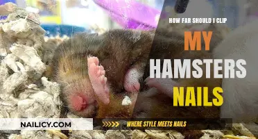 Perfect Hamster Nail Care: How Short Should You Trim?