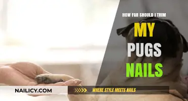 Trimming Your Pug's Nails: How Short is Too Short?
