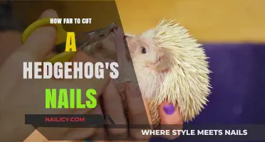 Trimming Hedgehog Nails: How Short is Too Short?