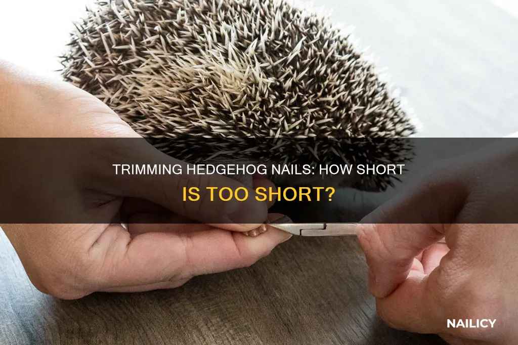 how far to cut a hedgehog