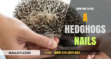 Trimming a Hedgehog's Nails: The Ideal Nail Length