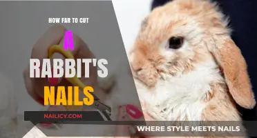 Trimming Rabbit Nails: How Short is Too Short?