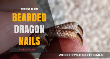 Trimming Bearded Dragon Nails: The Safe Length Guide