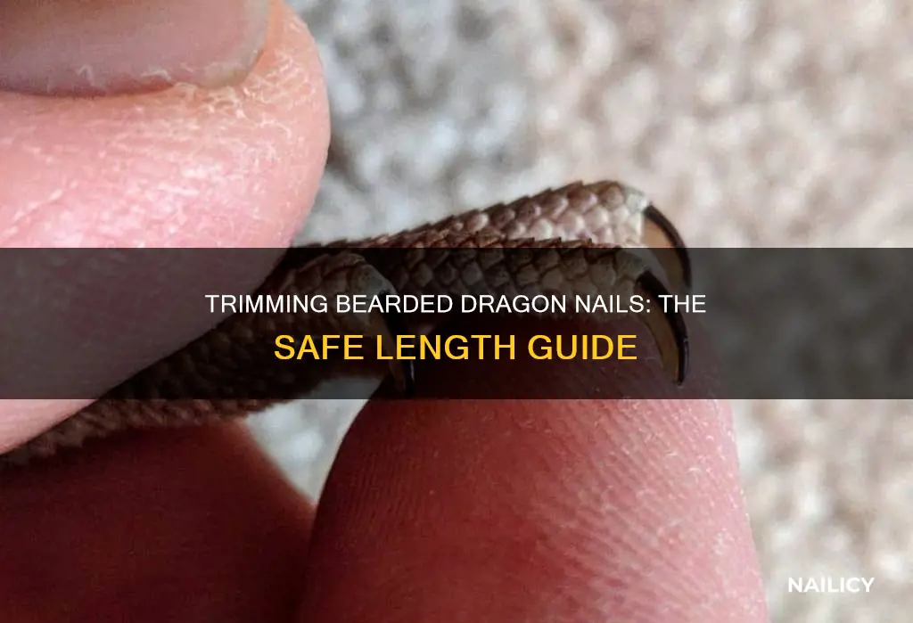 how far to cut bearded dragon nails