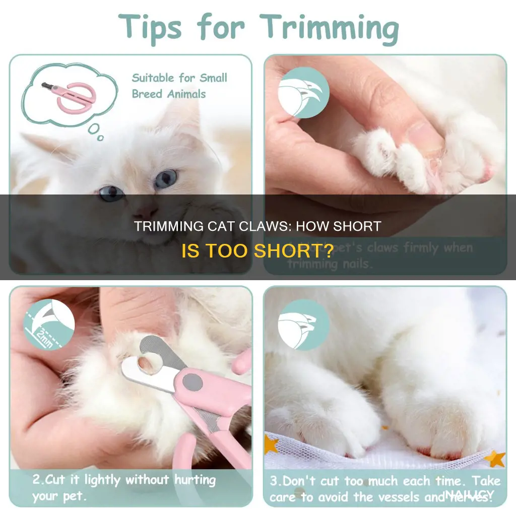 Curated visual reference: Picture Idea: Trimming Cat Claws How Short Is Too Short