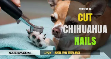 Trimming Chihuahua Nails: The Perfect Length