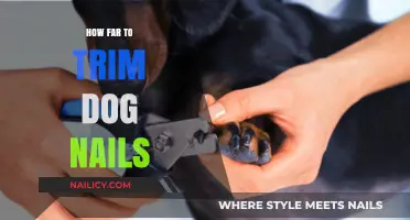 Trimming Dog Nails: How Short is Too Short?