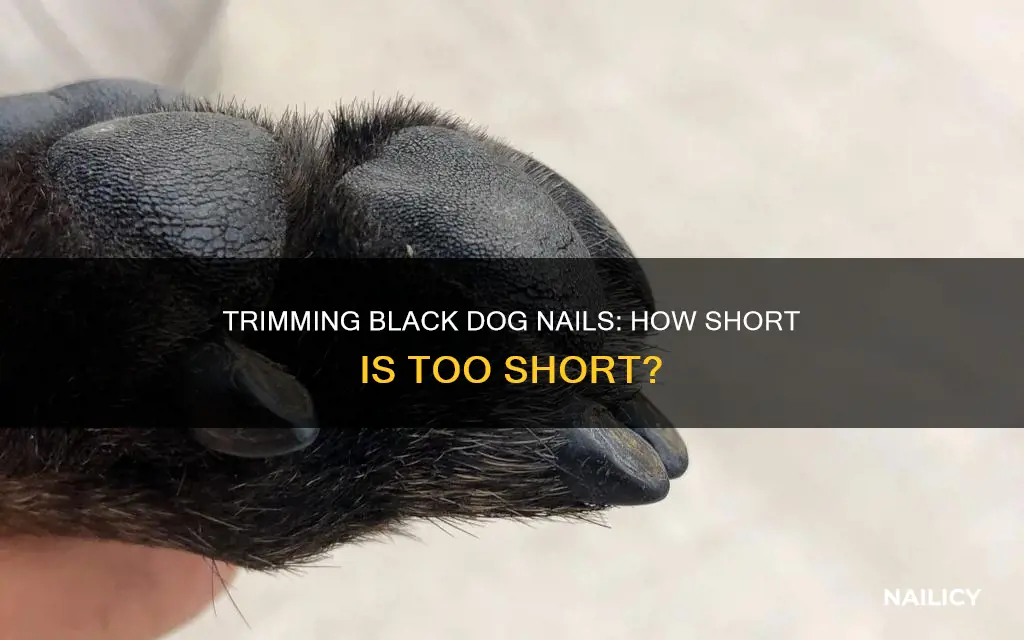 how far to trim dog