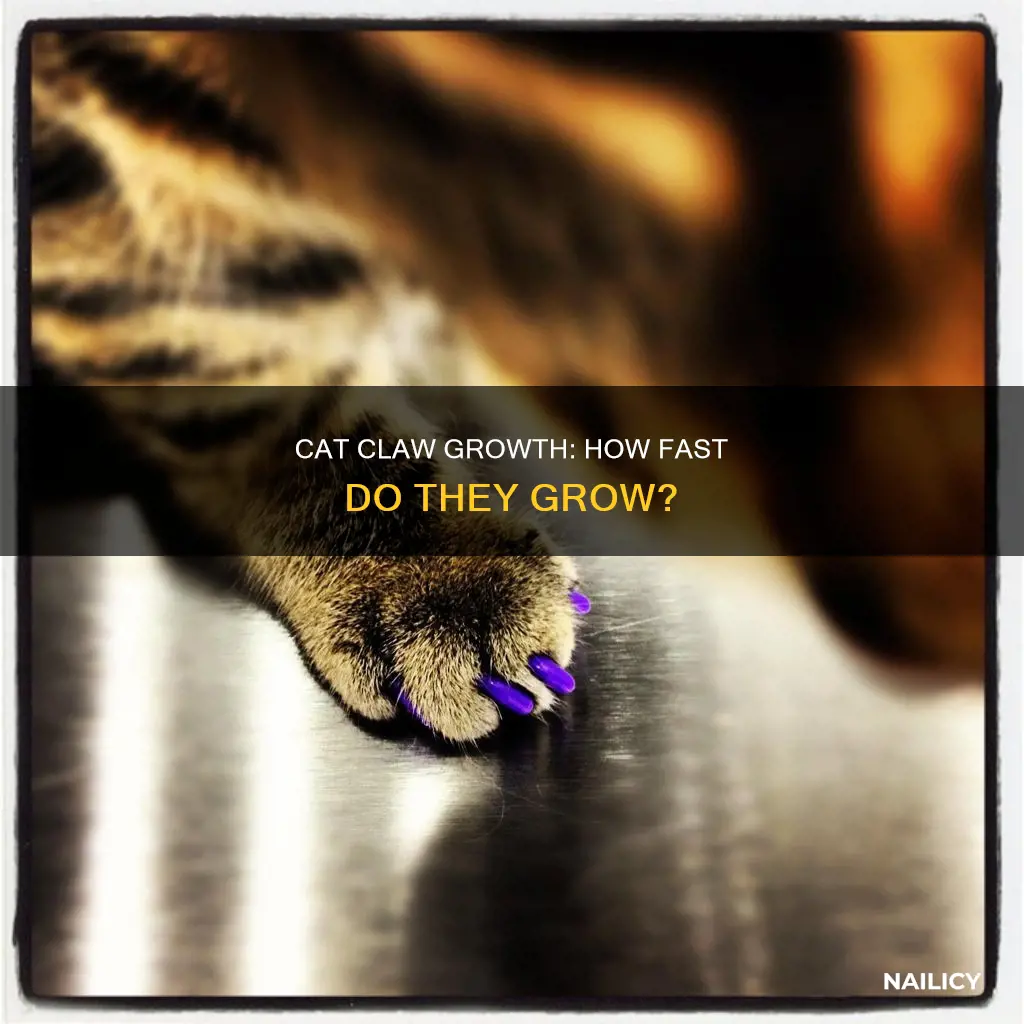 how fast do cat nails grow