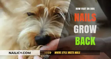 Dog Nail Growth: How Quickly Do They Regrow?