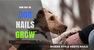 Dog Nail Growth: How Quickly Do They Grow?