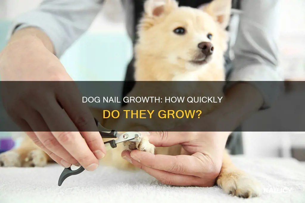 how fast do dog nails grow