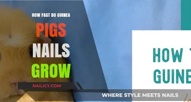 Guinea Pig Nails: How Fast Do They Grow?