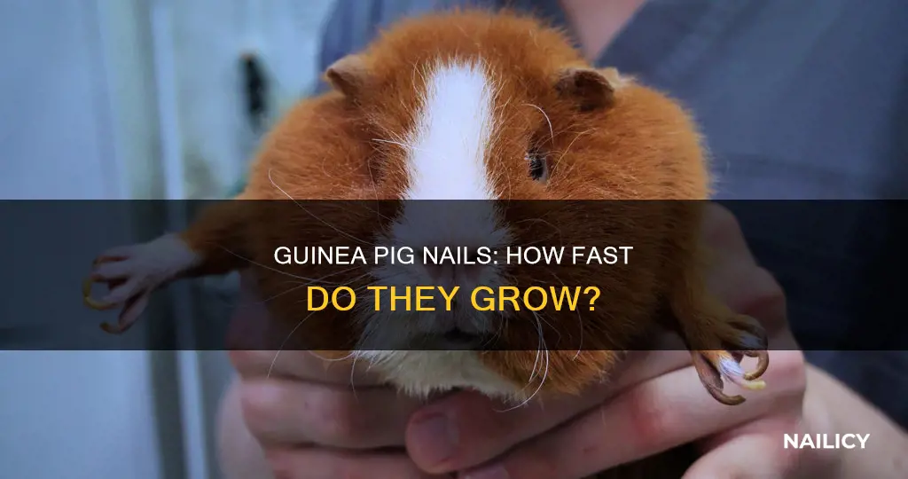 how fast do guinea pigs nails grow