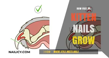 Kitten Claw Growth: How Fast Do They Grow?