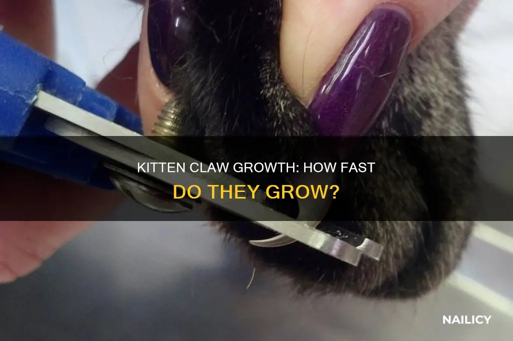 how fast do kitten nails grow