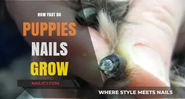 Puppy Nail Growth: How Fast and What to Do
