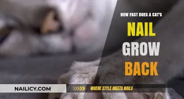 Cat Claw Growth: How Fast Do They Grow Back?
