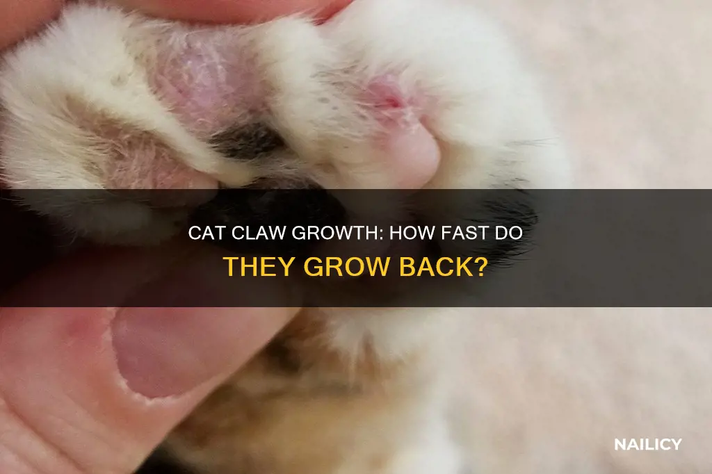 how fast does a cat